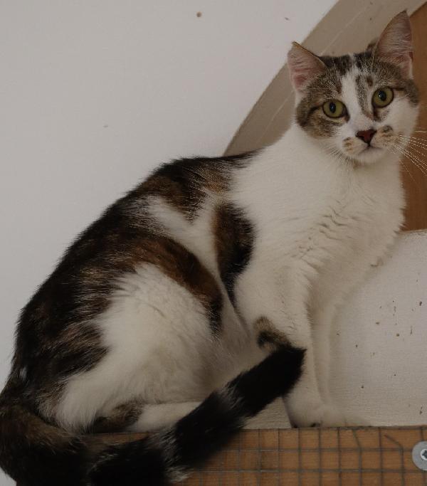 Nicole, giovane gattina (del 2023) Foto 5